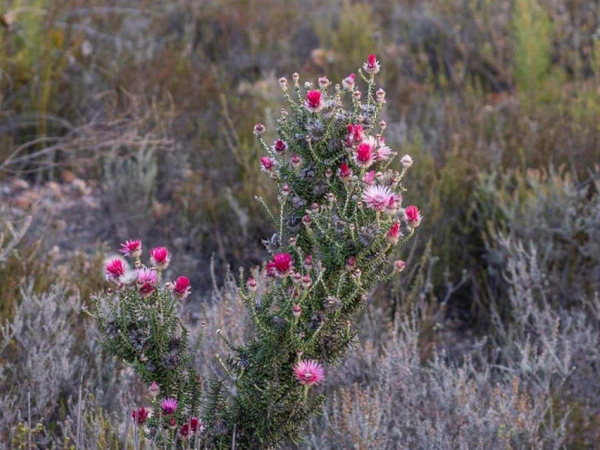 Suidster Lägenhet Montagu Exteriör bild